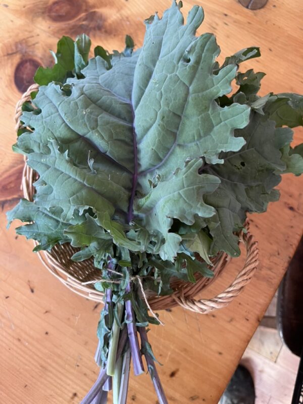 Kale (bunch)