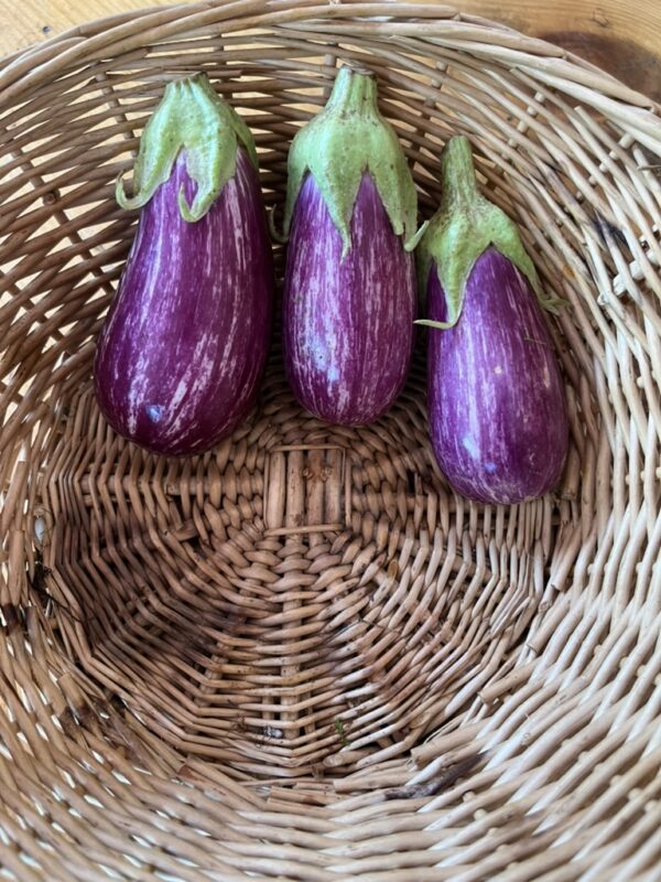 Eggplant small (each)