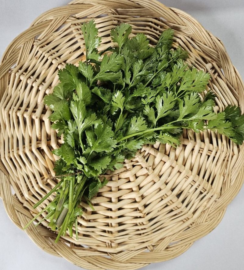 Cilantro (bunch) - Image 1