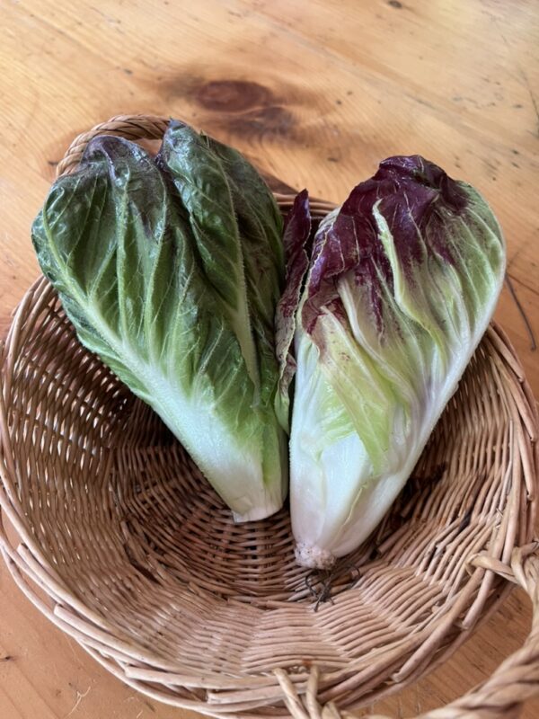 Radicchio (head)