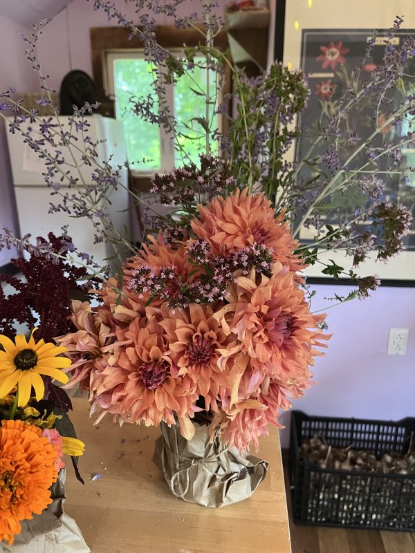 Dahlia Small (Bouquet)