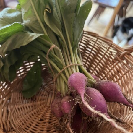 Baby Radish with greens (bunch of 6~)