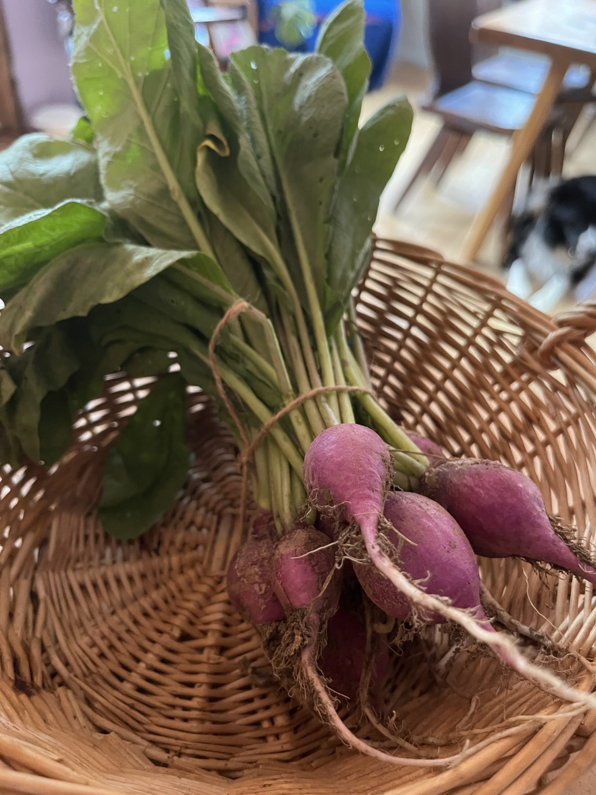 Baby Radish with greens (bunch of 6~)