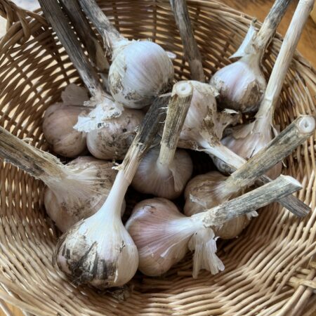 Garlic (head)