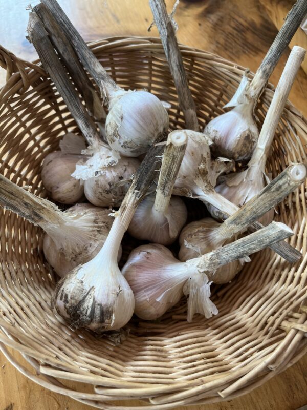 Garlic (head)