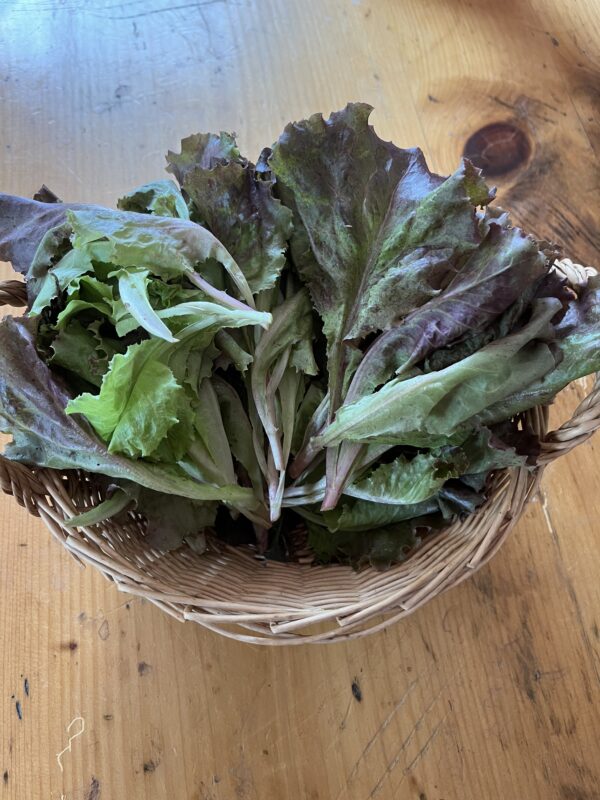 Lettuce (baby) (bag)