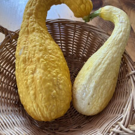 Squash Yellow Crookneck (each)