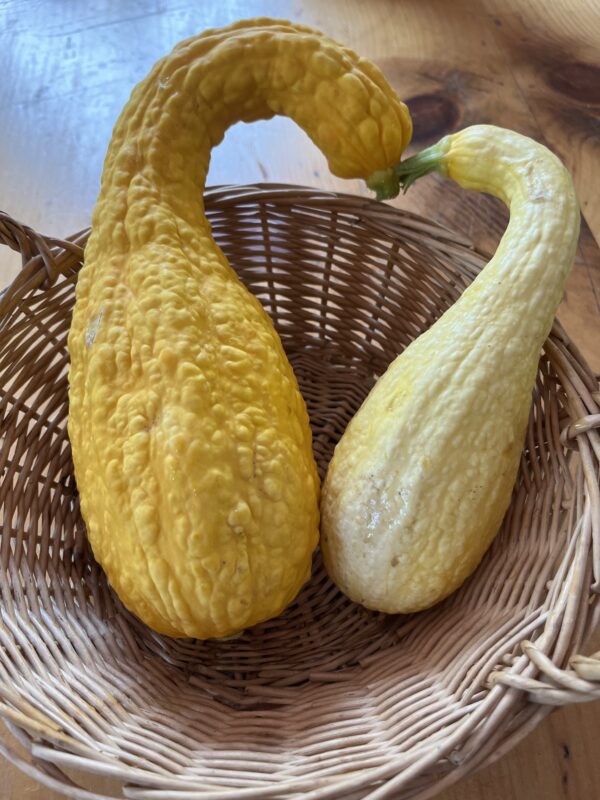 Squash Yellow Crookneck (each)