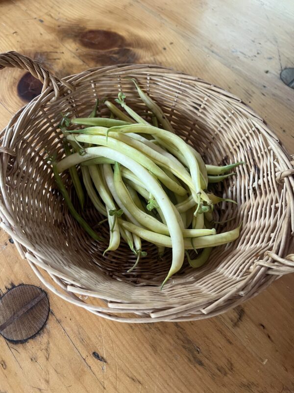 Beans Yellow (half pound)