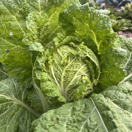 Cabbage Napa (head)