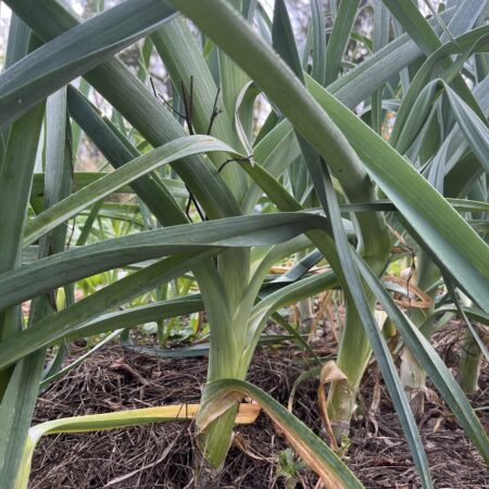 Leeks (each)