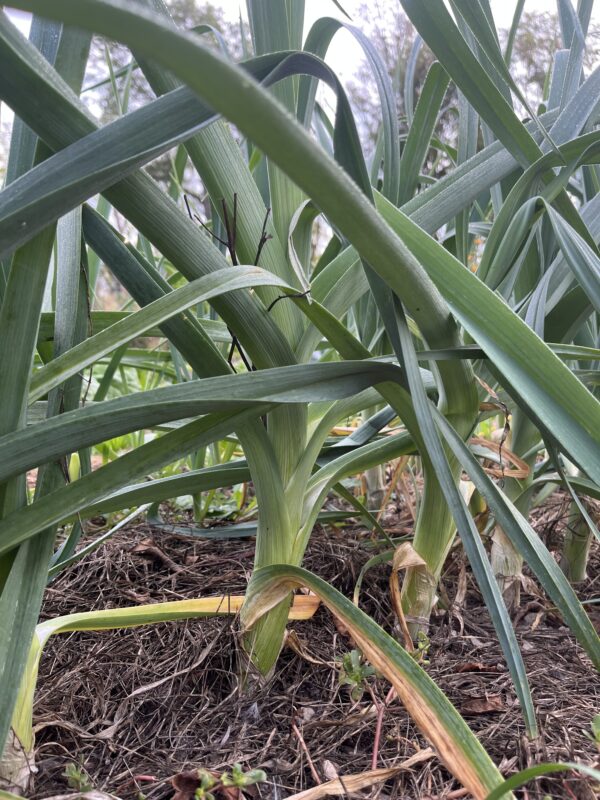 Leeks (each)