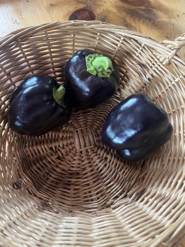 Peppers Purple Sweet (each)