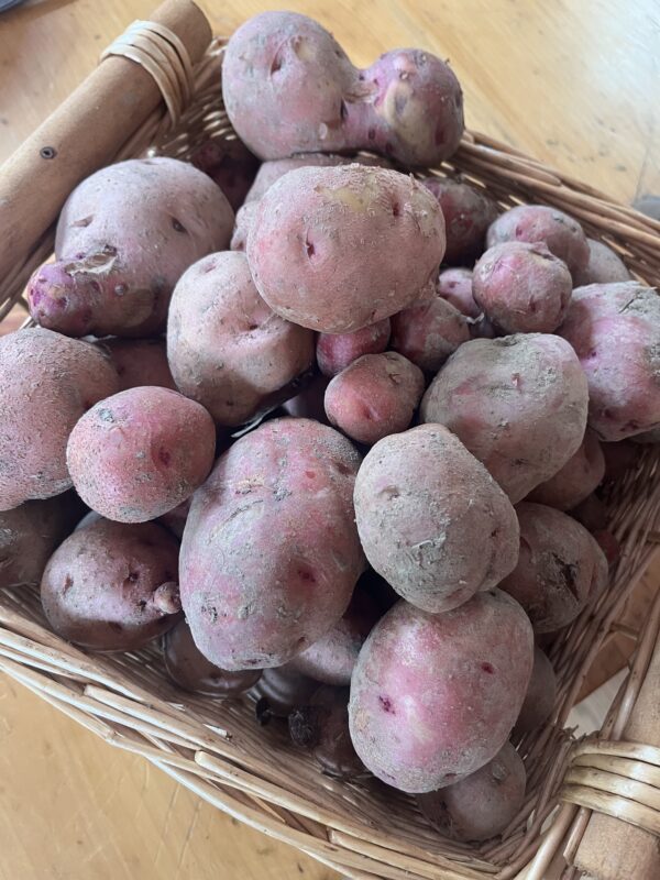 Potato Red (pounds)