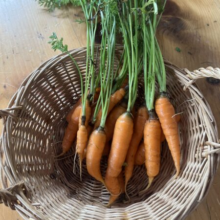 Carrot (bunch of 7)