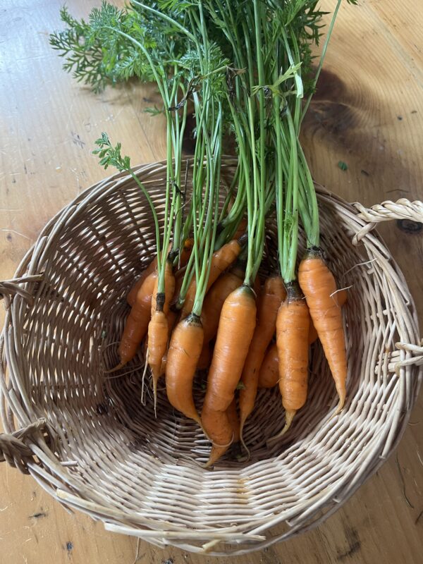 Carrot (bunch of 7)