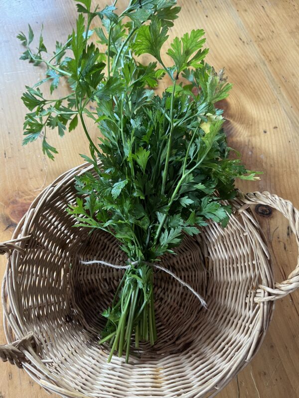 Parsley (bunch)