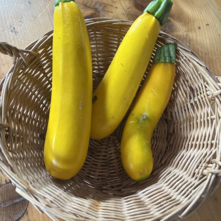 Squash Golden Zucchini