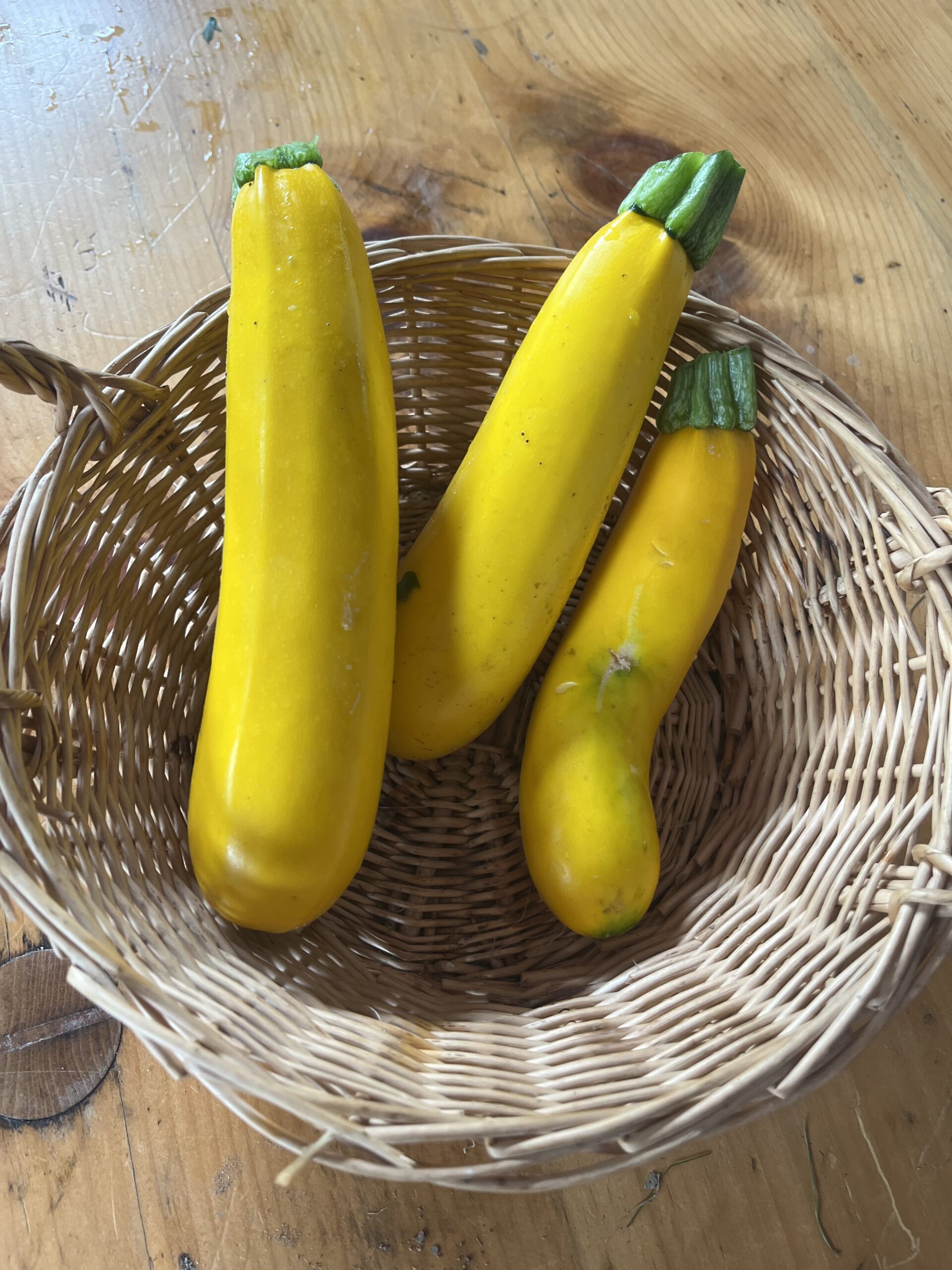 Squash Golden Zucchini - Image 1