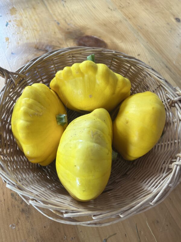 Squash Pattypan Yellow