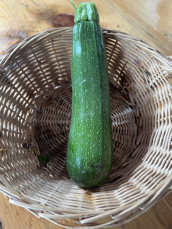 Squash Green Zucchini (each)