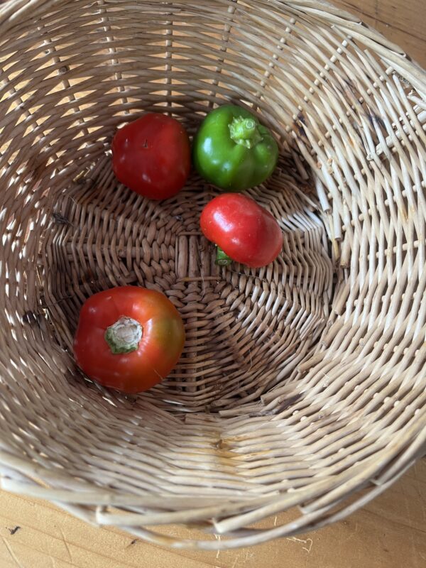 Pepper Hot Red Cherry (each)