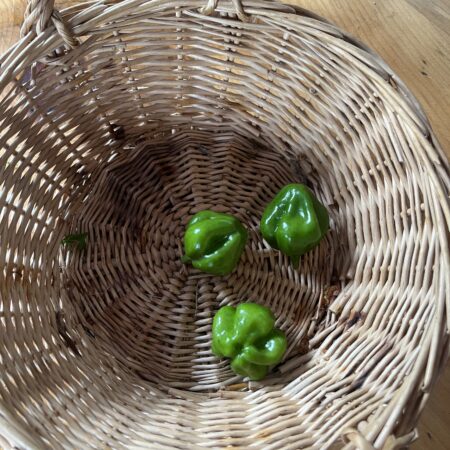 Peppers Hot Scotch Bonnet (each)