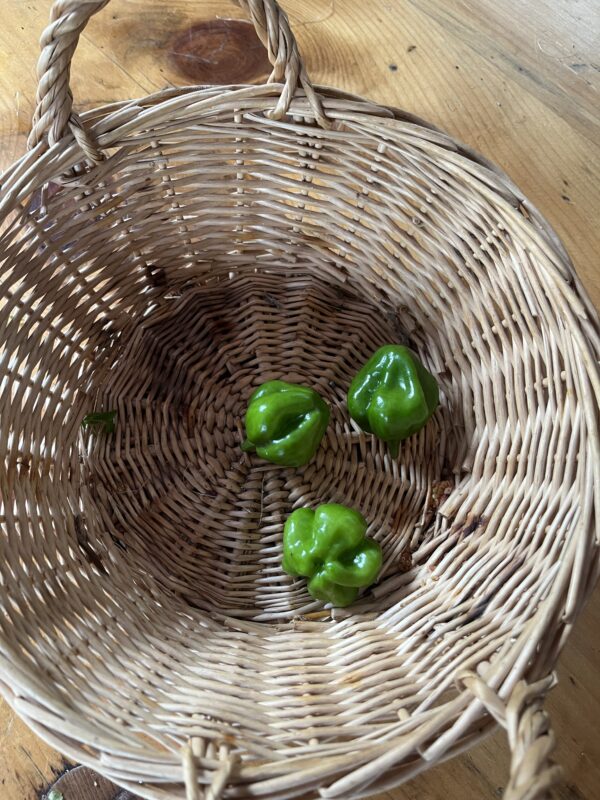 Peppers Hot Scotch Bonnet (each)