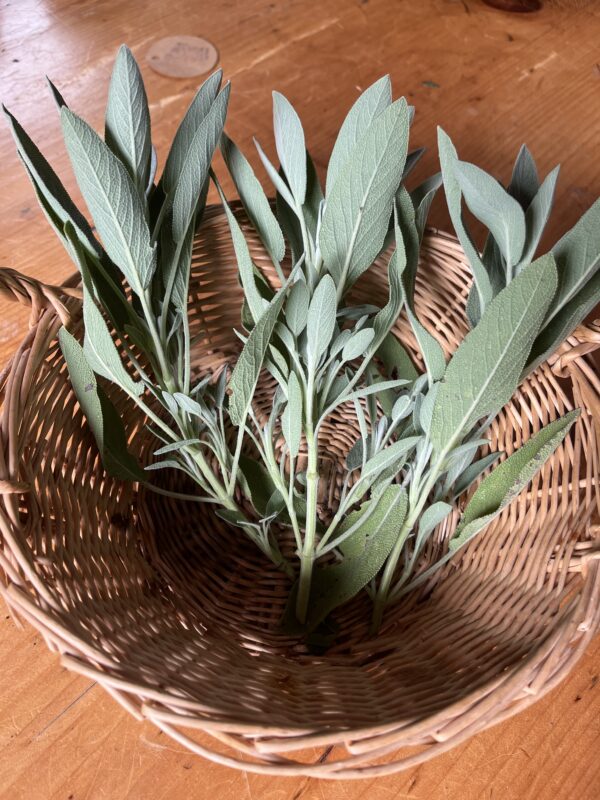 Sage (bunch)