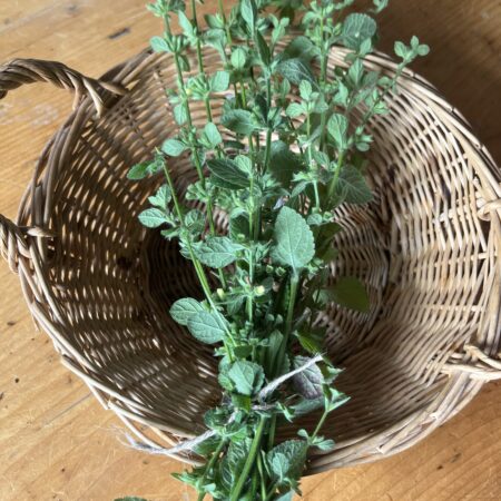 Lemon Balm