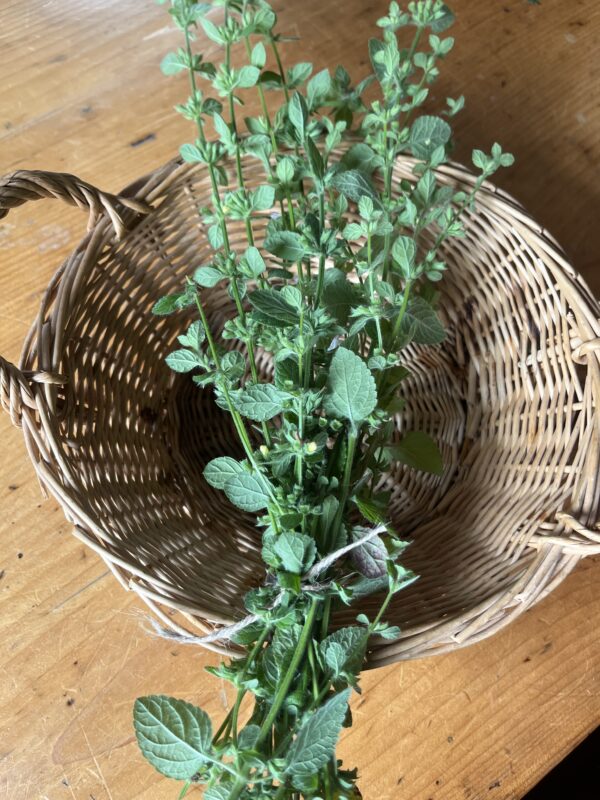 Lemon Balm