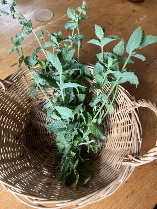 Mint (bunch)