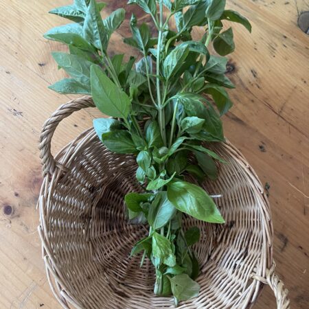 Basil (bunch)