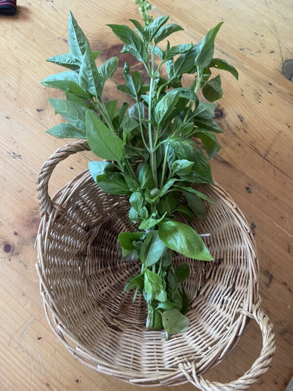 Basil (bunch)