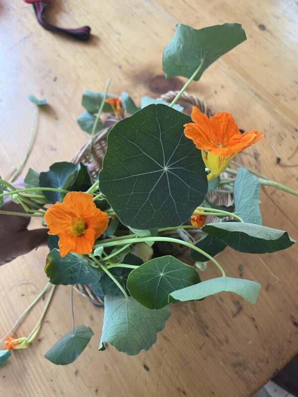 Nasturium, flowers with greens (Bunch)