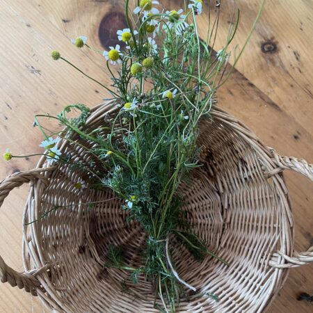 Chamomile German