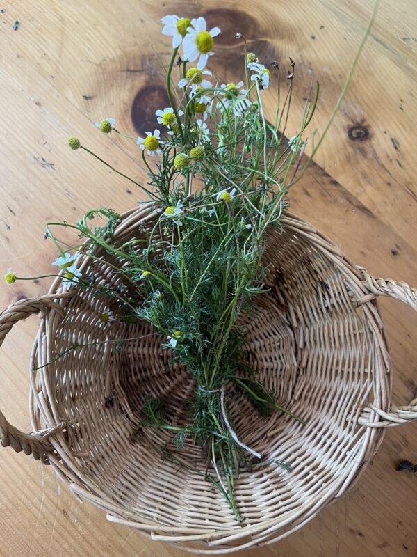 Chamomile German