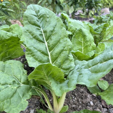 Swiss Chard (bunch)