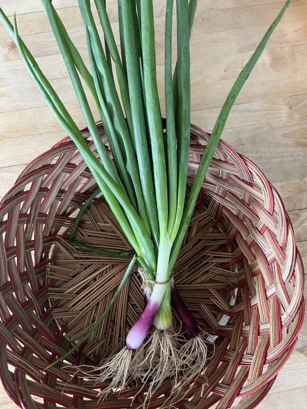 Green Onions, Purple and White Mix