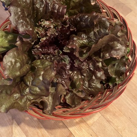 Lettuce, Red Sails (one head)