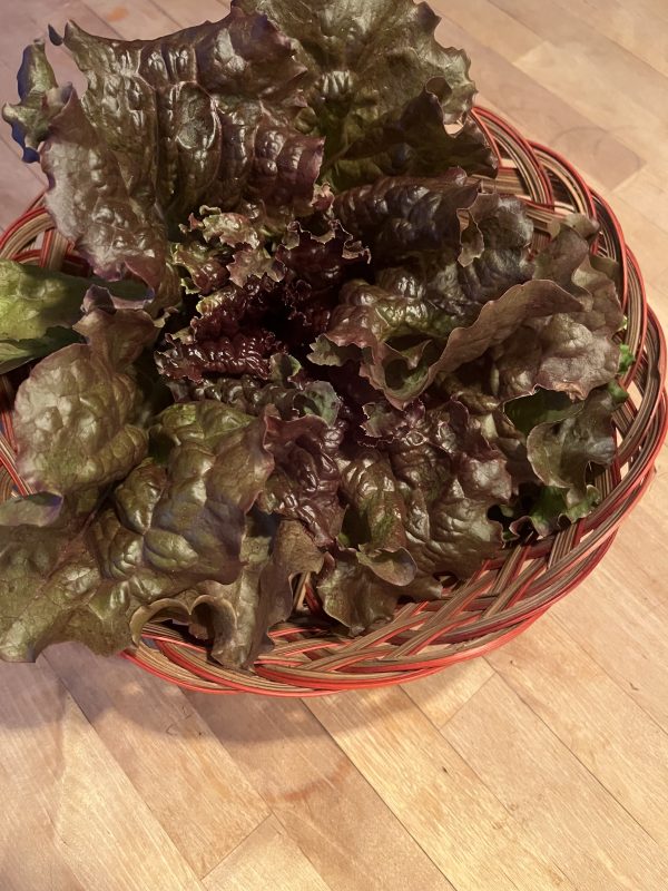Lettuce, Red Sails (one head)