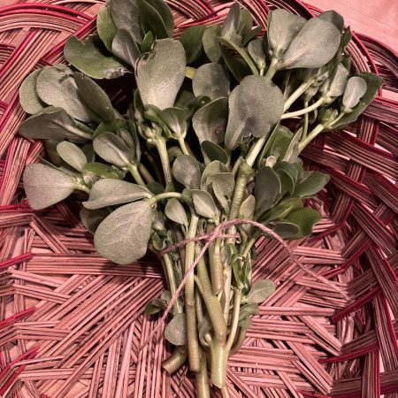 Golden Purslane