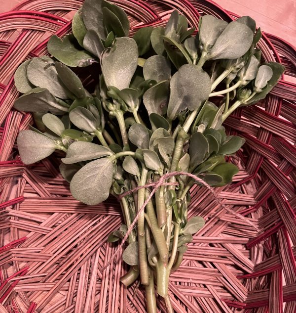 Golden Purslane