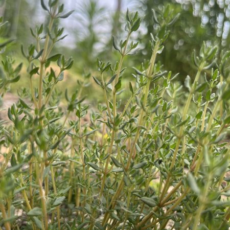 Thyme Bunch ('German Winter' variety)