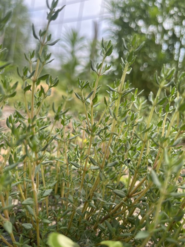 Thyme Bunch ('German Winter' variety)