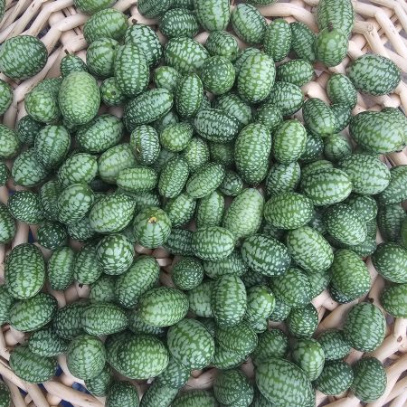 Mexican Sour Gerkin, Cucamelon (Half Pound)