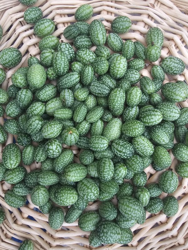 Mexican Sour Gerkin, Cucamelon (Half Pound)