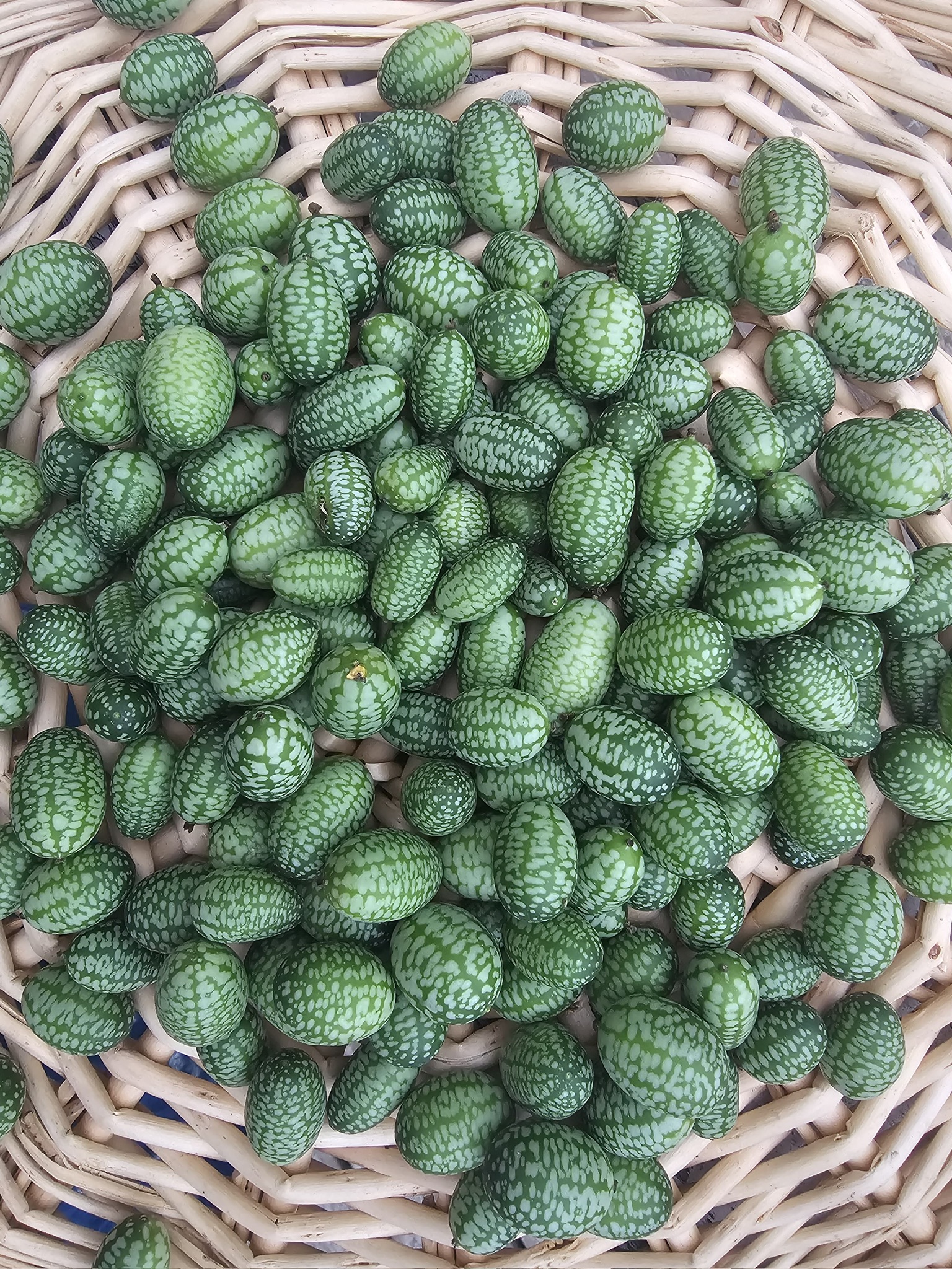 Mexican Sour Gerkin, Cucamelon (Half Pound) - Image 1