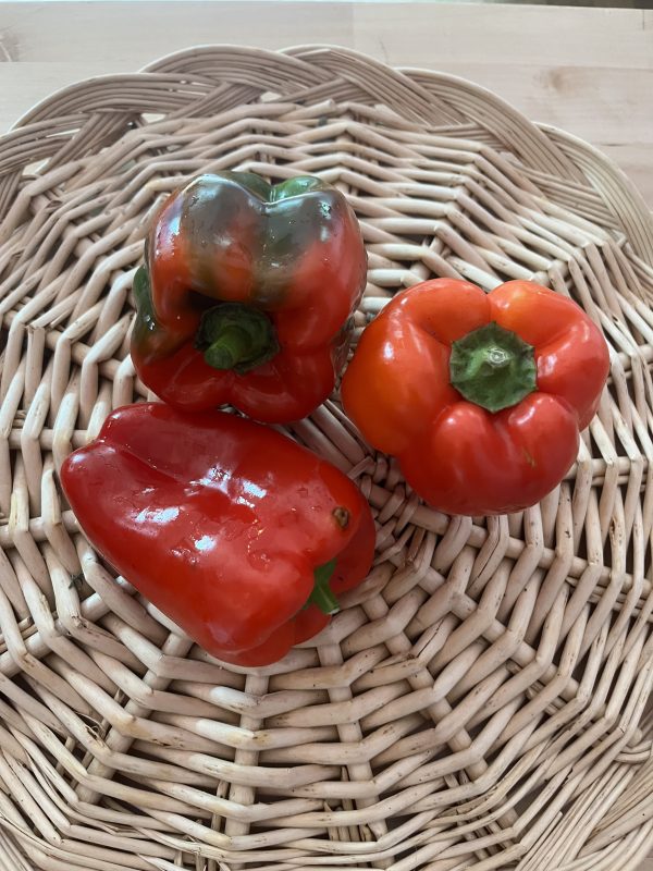 "Ace" Red Bell Pepper