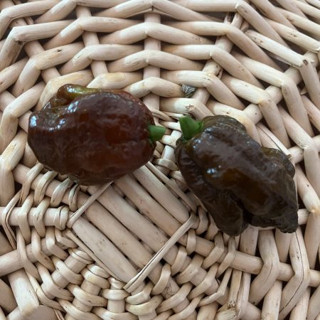 Chocolate Trinidad Scorpion Pepper
